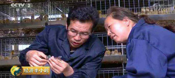 teach poultry farmer injection