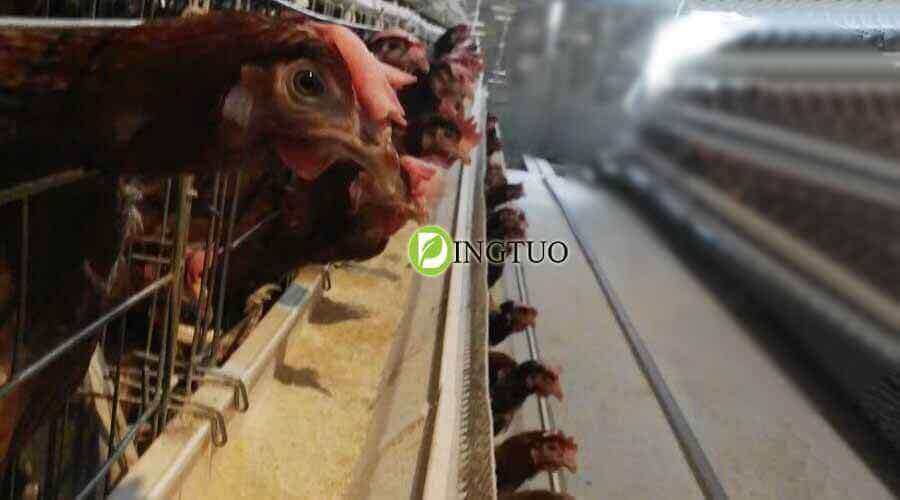chicken feed in feed trough