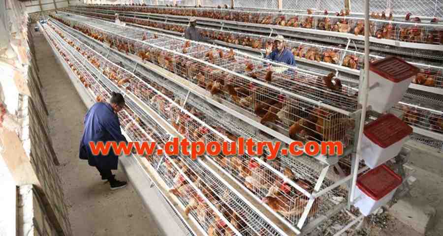 chicken house air condition