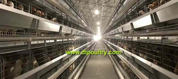 H type chicken cage automatic system 20200823