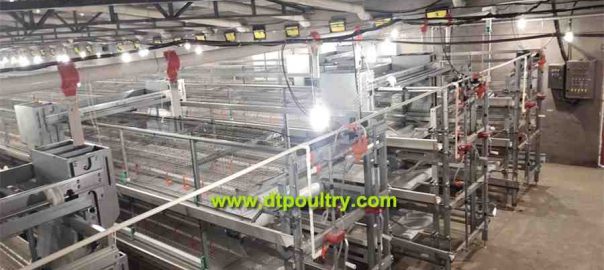 automatic chicken cage from China