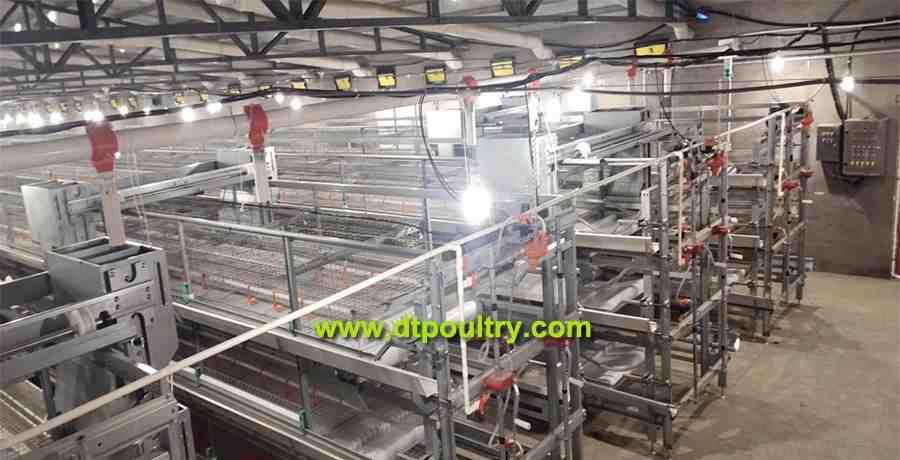 automatic chicken cage from China
