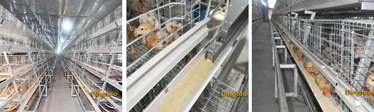 automatic pullet cage farm