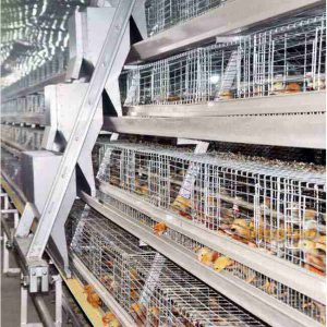 automatic pullet chicken cage