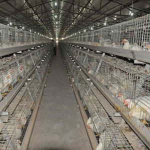 broiler chicken cage