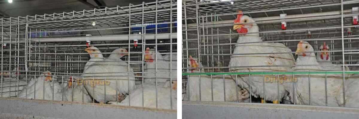 broiler chicken cage farm 1