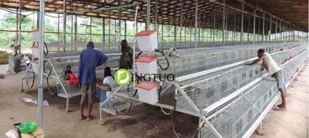 day old chicks cage install in Africa
