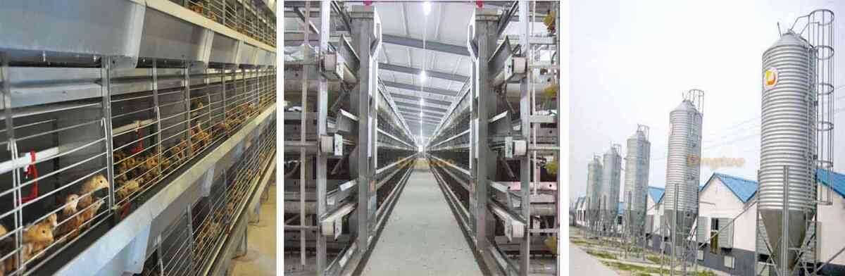 h automatic pullet cage feed system