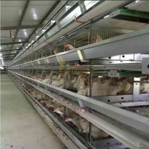 h type automatic layer chicken cage