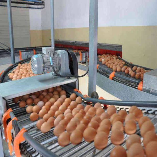 horizontal type egg collection machine