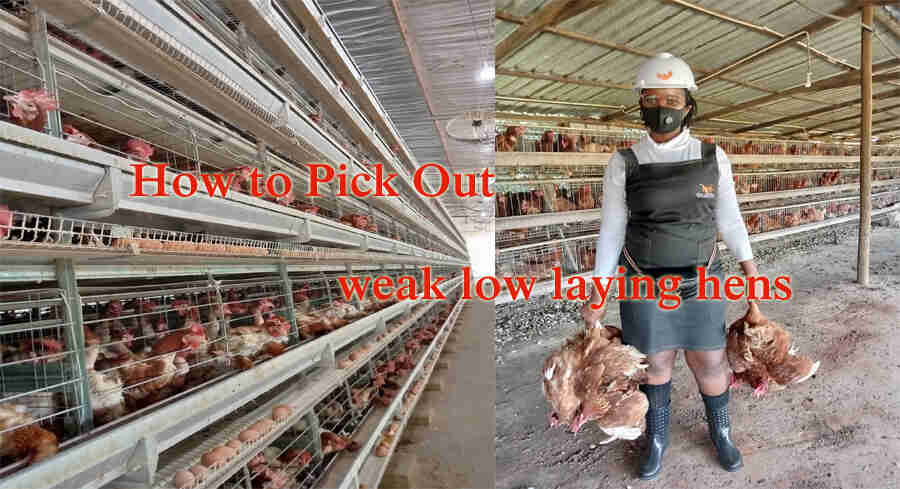 how to find weak low laying hens